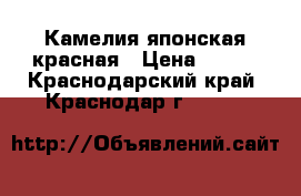 Камелия японская красная › Цена ­ 500 - Краснодарский край, Краснодар г.  »    